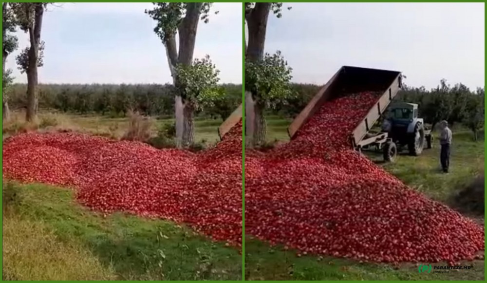 Munca de un an, aruncată pe marginea drumului. Un agricultor, surprins unde lasă tone de mere